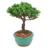 bonsai_shimpaku_2_anos_18_cm_14441_2_4261f9f83cd39246feb8a1574ad689a8