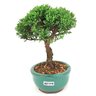 bonsai_shimpaku_2_anos_18_cm_14441_4_3b5281af09ca0b22e1d02164fa2cd38e