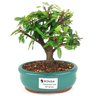 bonsai_caliandra_rosa_2_anos_18_cm_14445_1_6bb2f465531e53c1b74886422c55c2d3