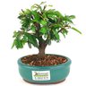 bonsai_caliandra_rosa_2_anos_18_cm_14445_3_330a44ac3b5a765826b84a9eca9964e7