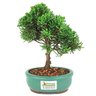 bonsai_shimpaku_2_anos_20_cm_14447_1_d7549e2467fdaccc5a6445065d6a0db7