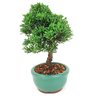 bonsai_shimpaku_2_anos_20_cm_14447_2_8f11d3820460f61afe1852621a439a4b