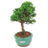 bonsai_shimpaku_2_anos_20_cm_14447_3_ba5d157ee4ed911ee3d42f6125915f6f