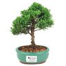 bonsai_shimpaku_2_anos_20_cm_14447_4_a4145be0bc2b118c8afcace4130dfa31
