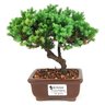 bonsai_procumbens_2_anos_17_cm_14455_1_5840e7d4b36f7ac49f0bdf32a4509f74