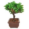 bonsai_procumbens_2_anos_17_cm_14455_2_c94b339744a381463cc942e35ee1b86f
