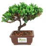 bonsai_procumbens_2_anos_17_cm_14455_3_bff2b8dc65247557df01a5a74b8cb79e