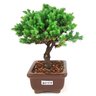 bonsai_procumbens_2_anos_17_cm_14455_4_cf8d231d400b8113dbfb5614d84316e7