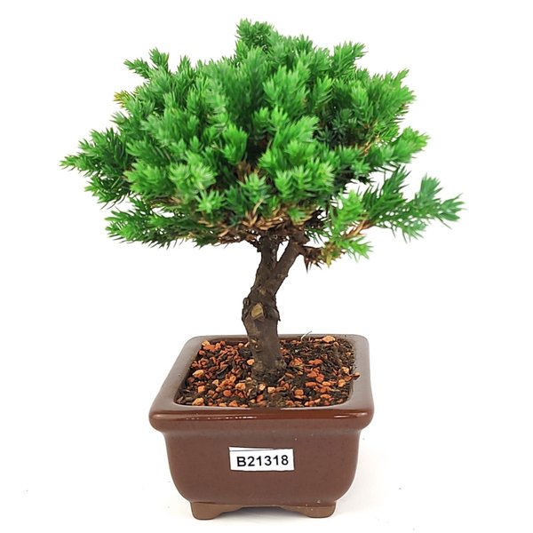 bonsai_procumbens_2_anos_17_cm_14455_4_cf8d231d400b8113dbfb5614d84316e7
