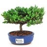 bonsai_procumbens_2_anos_16_cm_14461_1_81521ed88d4ced88bf3f5a34f80d6671