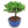 bonsai_procumbens_2_anos_16_cm_14461_1_12c3c2bcc117e93c8c2ed2296201ef78