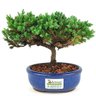 bonsai_procumbens_2_anos_16_cm_14461_3_454baf98df5ef4a5be5b9f71418f0aca