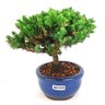 bonsai_procumbens_2_anos_16_cm_14461_2_deb80b93146505b8273587bbbb1cbaeb