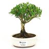 bonsai_buxus_harlandii_2_anos_17_cm_14463_1_3cc233ff41803398056197f1dd927c49