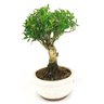 bonsai_buxus_harlandii_2_anos_17_cm_14463_2_45fccae1d4cc251af00df517fed0a16e
