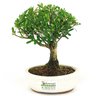 bonsai_buxus_harlandii_2_anos_17_cm_14463_3_c24e93f744a896fe1677e2962cb7bd56