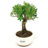 bonsai_buxus_harlandii_2_anos_17_cm_14463_4_d479541fcf6a802de86e07a6d176ee2f