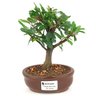 bonsai_caliandra_rosa_2_anos_20cm_14471_1_94ad32f5917fc09ba5b5673c1167c2f6