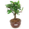 bonsai_caliandra_rosa_2_anos_20cm_14471_2_8335c28fe1b419e32f3aceb93a57d8be