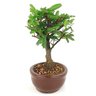 bonsai_caliandra_rosa_2_anos_20cm_14471_4_3d94fd024ae44af96df51f5aba9afaed