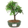 bonsai_caliandra_rosa_2_anos_20_cm_14473_1_0ab1c3ca27fd5e38bf3ac1a650b936fd