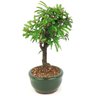 bonsai_caliandra_rosa_2_anos_20_cm_14473_2_351c9beedd55b48d98ae689d36b2c412