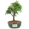 bonsai_caliandra_rosa_2_anos_20_cm_14473_3_80a026269814ab4c1e758e0817e59ce6