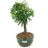bonsai_caliandra_rosa_2_anos_20_cm_14473_4_bc06fee84cdde31cdf746e5e168f395b