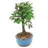 bonsai_caliandra_rosa_2_anos_18_cm_14475_2_cc0c43f76f40a97723aacc55b370cc3b