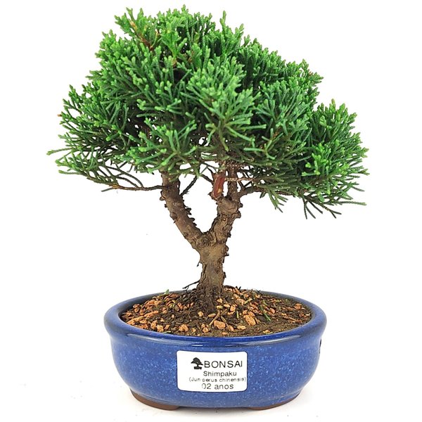 bonsai_shimpaku_2_anos_20_cm_14489_1_656d8737bde37bbff1406b4af11c3f16