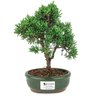bonsai_shimpaku_2_anos_23_cm_14491_3_82aa14f52e3b519672ddee9799950aaa