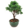 bonsai_shimpaku_2_anos_23_cm_14491_1_72060b6f70434e17811a2e72a7e00976