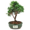 bonsai_shimpaku_2_anos_23_cm_14491_2_8750e5f1df4e9d6b0b4522f837dbe4e4