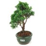 bonsai_shimpaku_2_anos_23_cm_14491_4_189bcca17cea5994d7149d7d409e2196