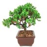 bonsai_procumbens_2_anos_18_cm_14493_2_04344f302f38ecf1709c81dd5f251815