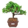 bonsai_procumbens_2_anos_18_cm_14493_4_23095734f31dd96c159de181a561e62c
