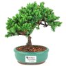 bonsai_procumbens_2_anos_19_cm_14495_1_69d0b183114fe8aee9b36543d101f626