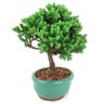 bonsai_procumbens_2_anos_19_cm_14495_2_2516ee9e947749a5ee1bfe183d3ed514