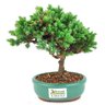 bonsai_procumbens_2_anos_19_cm_14495_3_fc46c449706b1e78a870bad79ffac089