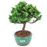 bonsai_procumbens_2_anos_19_cm_14495_4_2ac03a92f32f85a7aef5b3768dd226a8