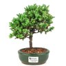 bonsai_procumbens_2_anos_22_cm_14497_1_12cd8db791c6ea38df2c4636807eefae