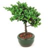 bonsai_procumbens_2_anos_22_cm_14497_2_8159b8b5b4d4b71dc51fa19885440ad8