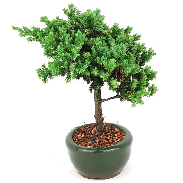 bonsai_procumbens_2_anos_22_cm_14497_2_8159b8b5b4d4b71dc51fa19885440ad8