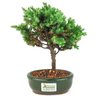 bonsai_procumbens_2_anos_22_cm_14497_3_4c877f7613c6c38d95f9a84fb58a5344