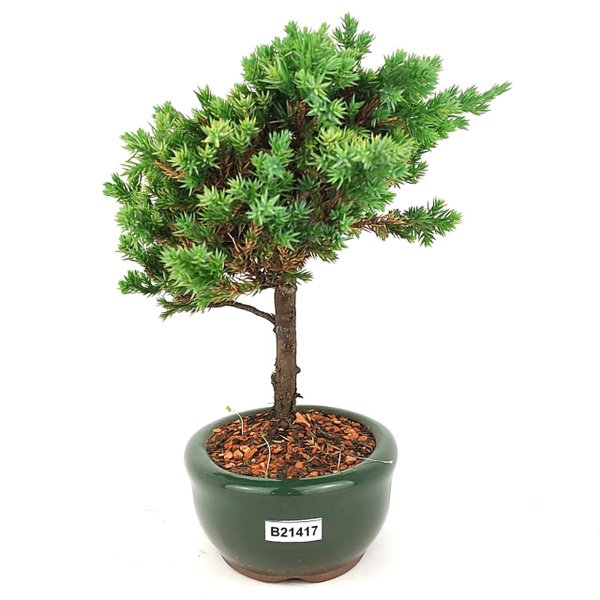 bonsai_procumbens_2_anos_22_cm_14497_4_9c045725f99bde048bc11a0bd3b51502