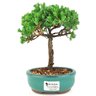 bonsai_procumbens_2_anos_22_cm_14499_1_06506b0b10f3e5e2bbfa75cf4521caec