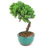 bonsai_procumbens_2_anos_22_cm_14499_2_e0eca6dffe62d7f4e7ea6b9ec64c0225