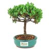 bonsai_procumbens_2_anos_22_cm_14499_3_24f4ef8593fd29ab76cee4542eb3b52f
