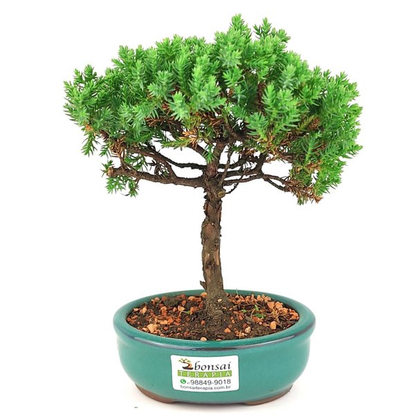 bonsai_procumbens_2_anos_22_cm_14499_3_24f4ef8593fd29ab76cee4542eb3b52f