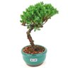 bonsai_procumbens_2_anos_22_cm_14499_4_5615ebcb231eb603778ee73052474e82